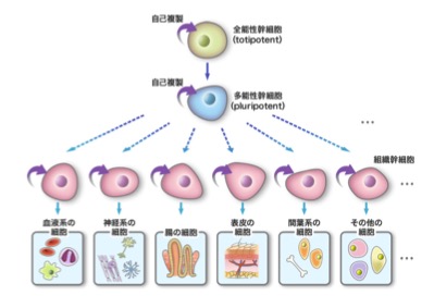 幹細胞の種類と特徴